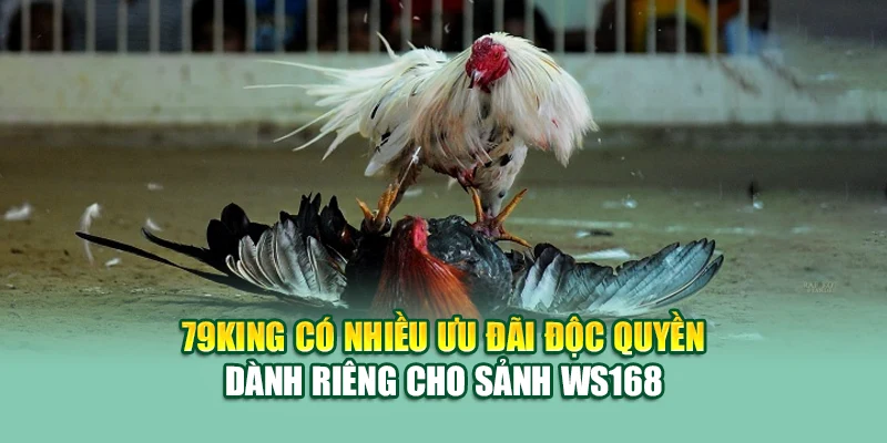 Ws168 Đá Gà – Đấu Trường Gà Trực Tuyến Hàng Đầu Tại 79king 3 79King có nhiều ưu đãi độc quyền dành riêng cho sảnh WS168