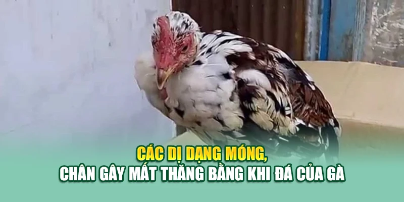 Các dị dạng móng, chân gây mất thăng bằng khi đá của gà