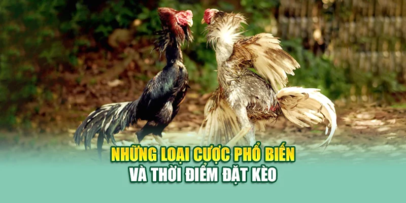 Đá Gà Đòn Trực Tiếp Thomo – Nơi Hội Tụ Mãnh Kê Tại 79King 2 Những loại cược phổ biến và thời điểm đặt kèo