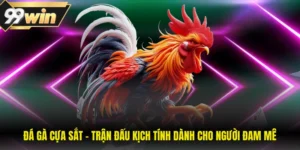Đá Gà Cựa Sắt - Trận Đấu Kịch Tính Dành Cho Người Đam Mê