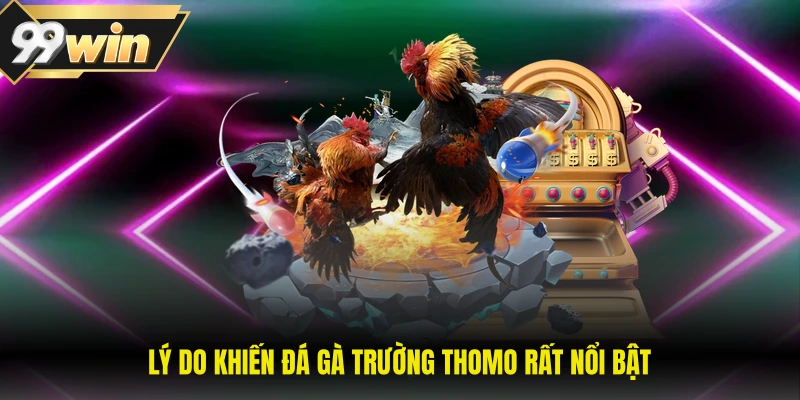 Lý do khiến đá gà trường Thomo rất nổi bật